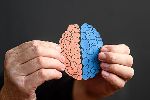 man's hands hold a brain made of paper with two hemispheres. The concept of genius, ideas, or mental health.